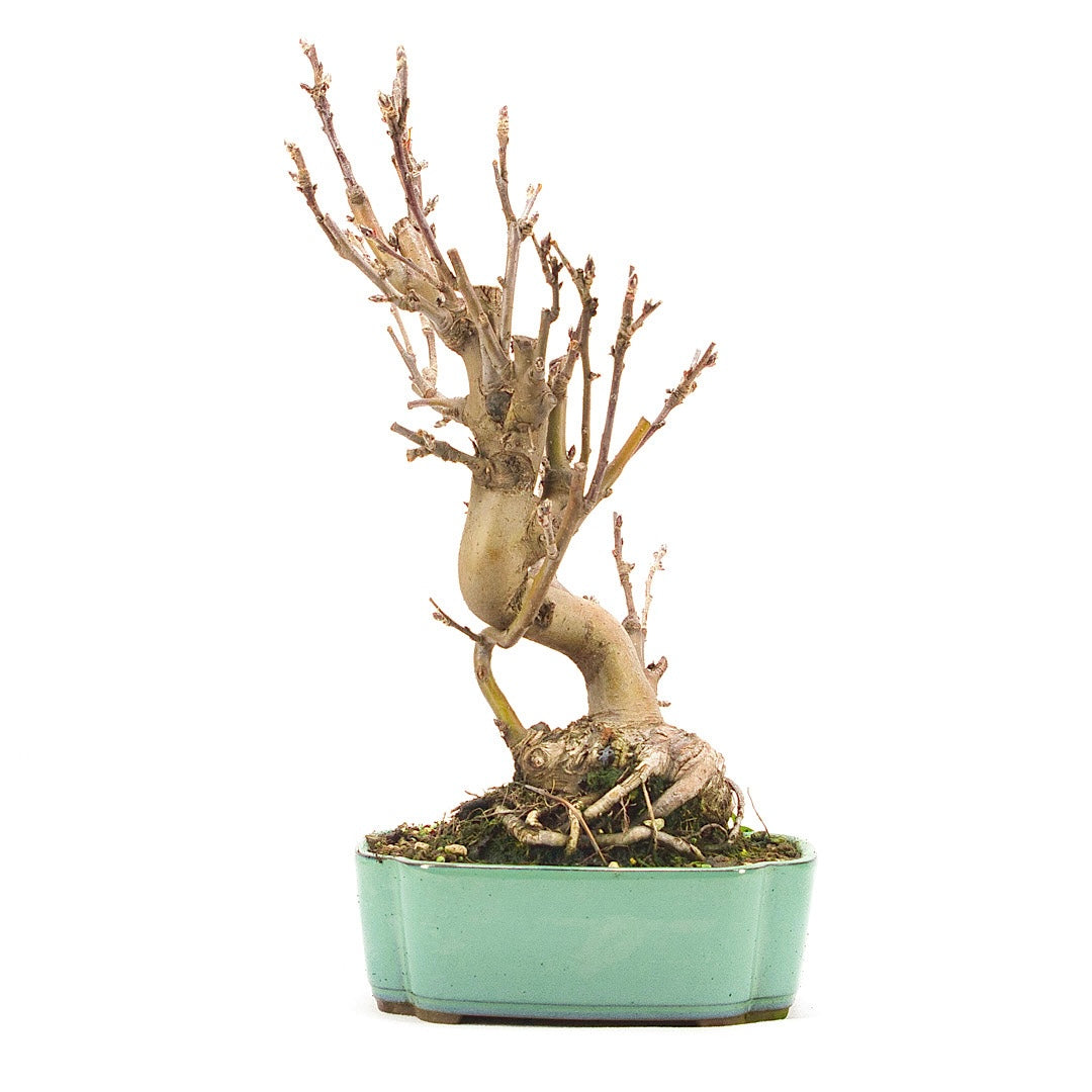 Zierapfel 'Malus spec.'